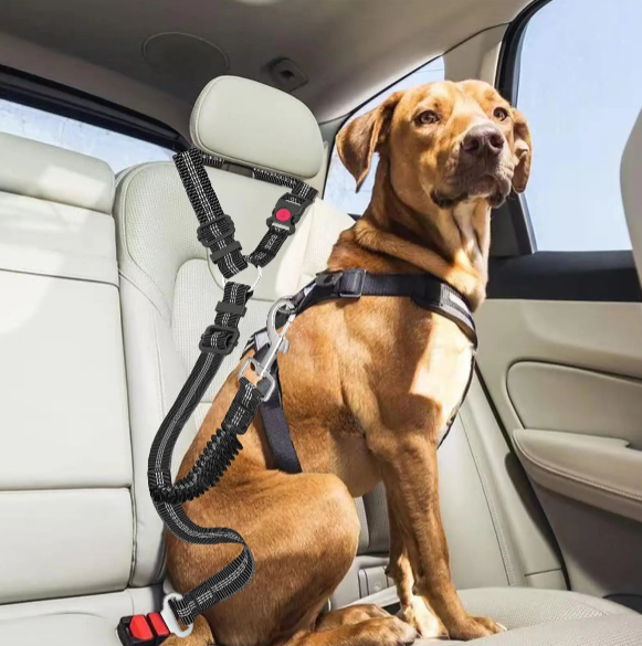 Pet Gear
